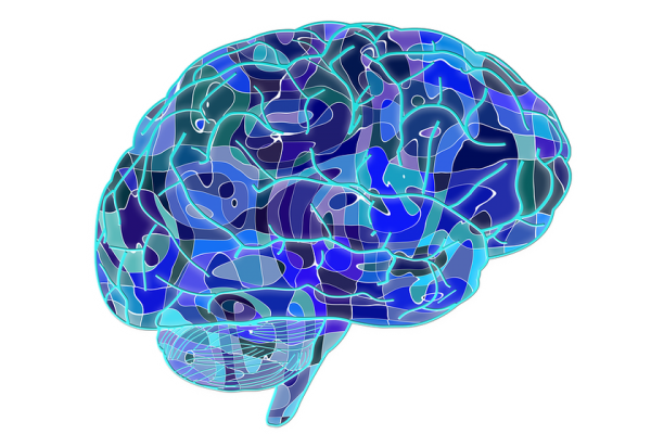 An illustration of a human brain showing the connections that are possible